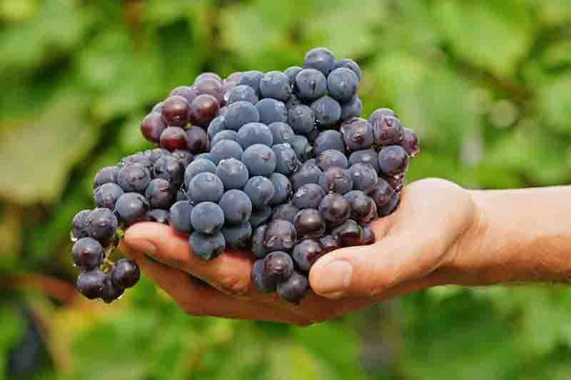 Farmer holding freshly harvested grapes. Hand with a bunch of wine grapes shows fresh harvest, symbolizing organic farming, healthy food and the start of winemaking.