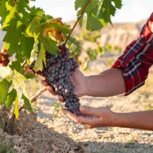 When to Harvest Grapes