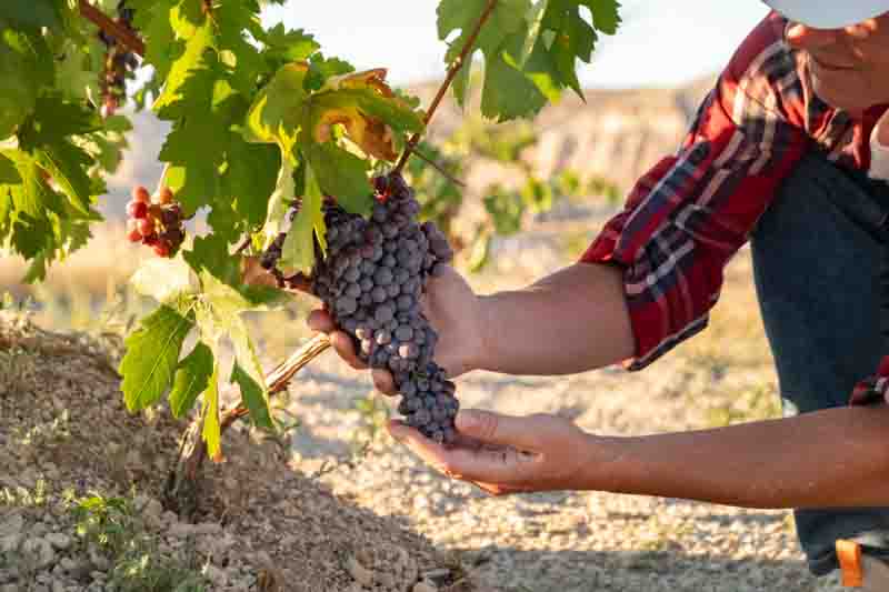 When to Harvest Grapes