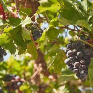 Do Grapes Need Full Sun? Sunny vineyard