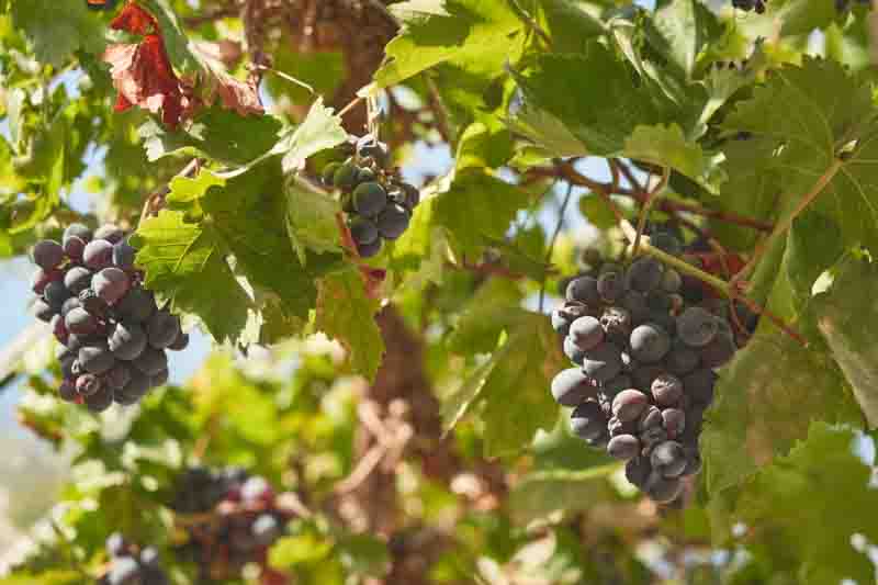 Do Grapes Need Full Sun? Sunny vineyard