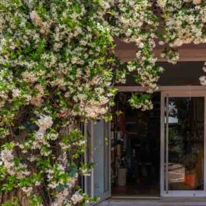 a cozy storefront enveloped in lush, blooming jasmine, with its white flowers and rich green leaves creating a romantic and inviting entrance, set against a Mediterranean town .