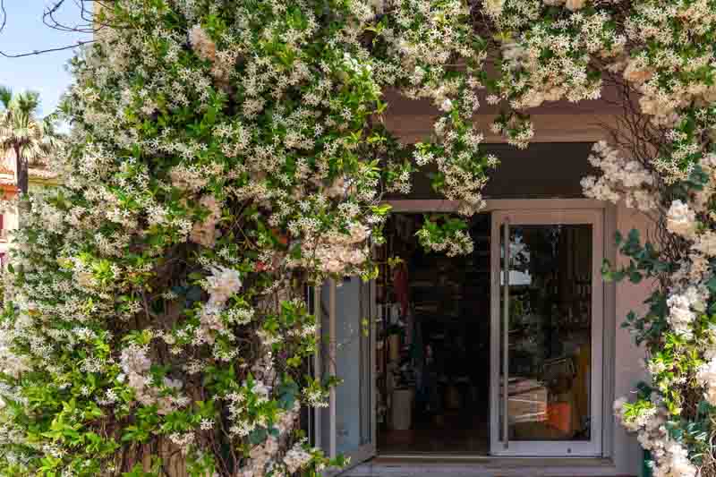 a cozy storefront enveloped in lush, blooming jasmine, with its white flowers and rich green leaves creating a romantic and inviting entrance, set against a Mediterranean town .