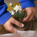 Growing Jasmine in Pots