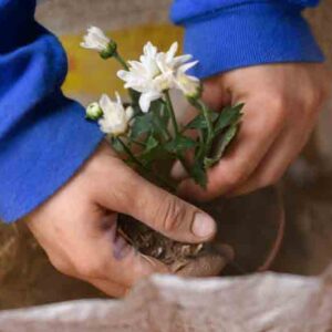 Growing Jasmine in Pots