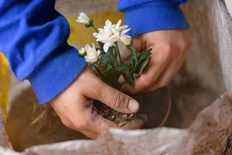 Growing Jasmine in Pots