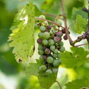 Rotten grapes affected by fungal disease.