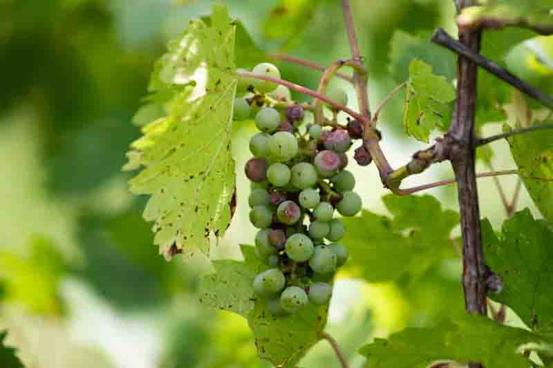 Rotten grapes affected by fungal disease.