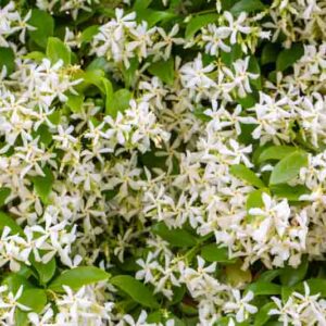 Star Jasmine, Confederate Jasmine, Jasmine, Trachelospermum jasminoides