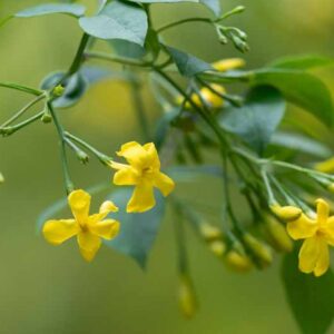 Jasminum humile, Italian Yellow Jasmine, Italian Jasmine, Yellow Jasmine
