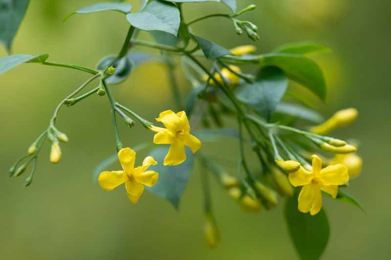 Jasminum humile, Italian Jasmine, Yellow Jasmine, yellow starry flowers, semi-evergreen jasmine shrub or scrambling climber