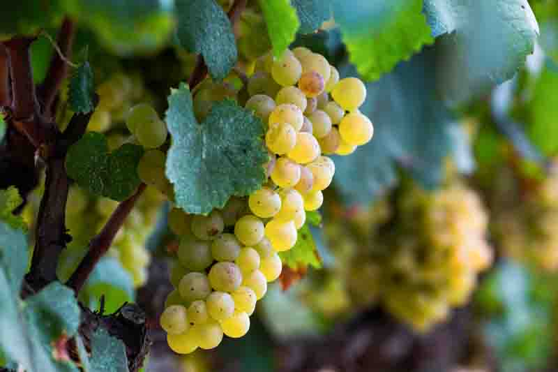 Golden La Crescent grapes in sunlight