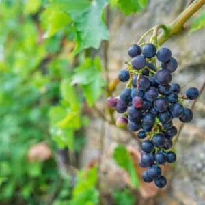 How to Grow Grapes in the Home Garden