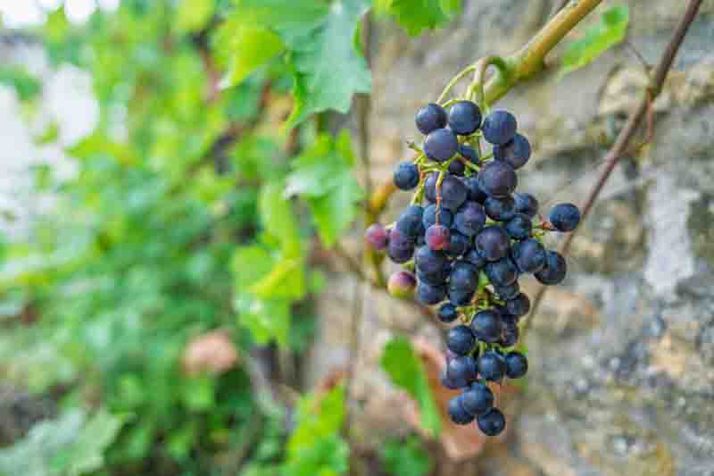 How to Grow Grapes in the Home Garden