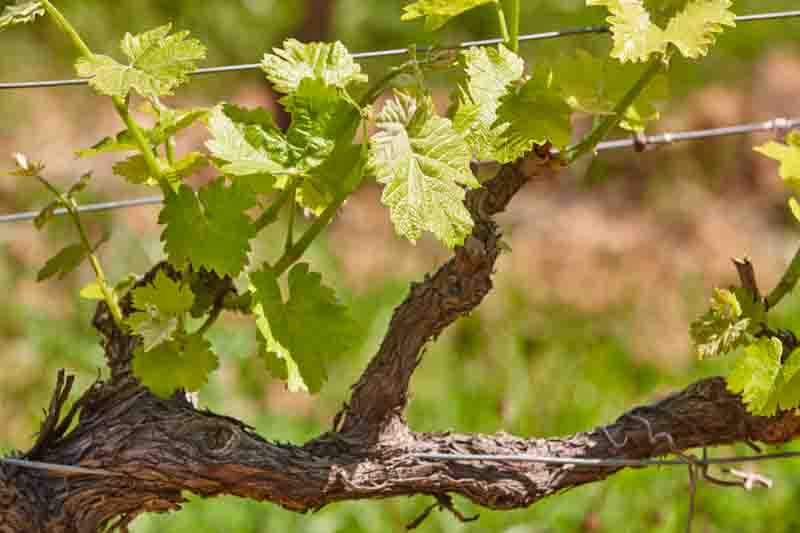 Why Your Grapevine Has Leaves but No Fruit