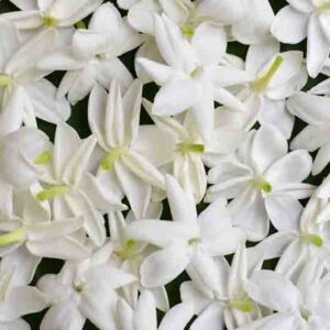 jasminum grandiflorum, spanish jasmine, royal jasmine white flowers and pink buds
