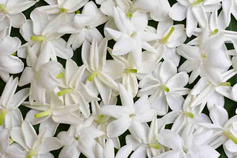 Jasminum grandiflorum, Spanish Jasmine, Royal Jasmine jasmine, white waxy flowers, semi-evergreen jasmine shrub or vine