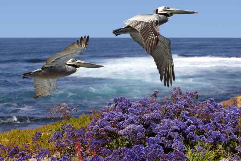 Two California Brown Pelicans In Flight Soaring Over Pacific Coast Sea Waves ~ Pelecanus occidentalis ~ Ocean Surf With Spring Sea Lavender, Purple Statice, Sea foam or Marsh-Rosemary Flowers ~ Limonium californicum