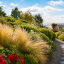 Best Plants for windy coastal gardens