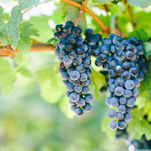 Blue Merlot Grapes in the vineyard