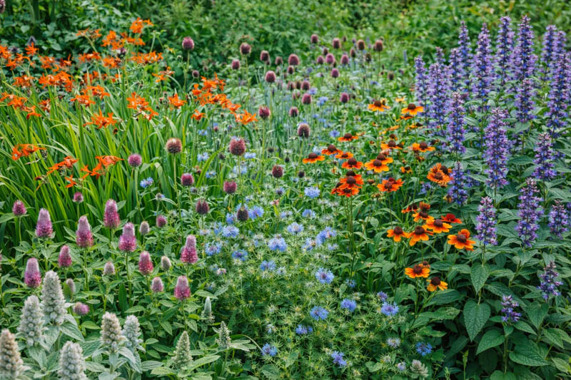 Crocosmia, Allium sphaerocephalon, Trifolium rubens, Helenium, Agastache 'Black Adder', Nigella hispanica and Stachys byzantina in mixed border
