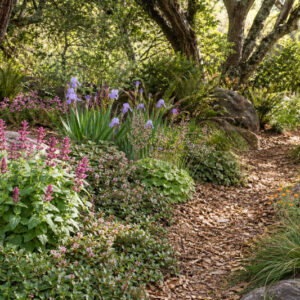 Dry shade garden in California