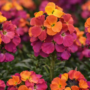 Erysimum Brightside Magenta Glow flowers