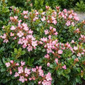 Apple Blossom Escallonia, Pink Escallonia, Escallonia Pink, Apple Blossom Escallonia × Langleyensis, Escallonia × Langleyensis 'Apple Blossom', Escallonia ‘Apple Blossom’