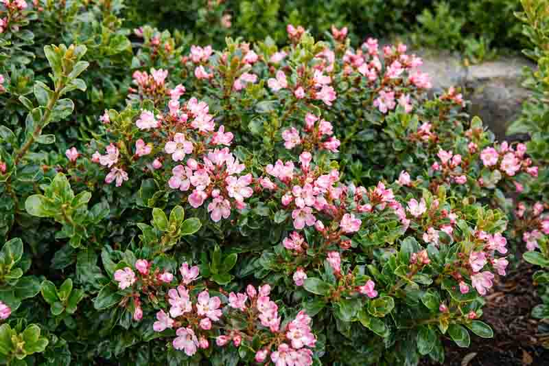 Apple Blossom Escallonia, Pink Escallonia, Escallonia Pink, Apple Blossom Escallonia × Langleyensis, Escallonia × Langleyensis 'Apple Blossom', Escallonia ‘Apple Blossom’