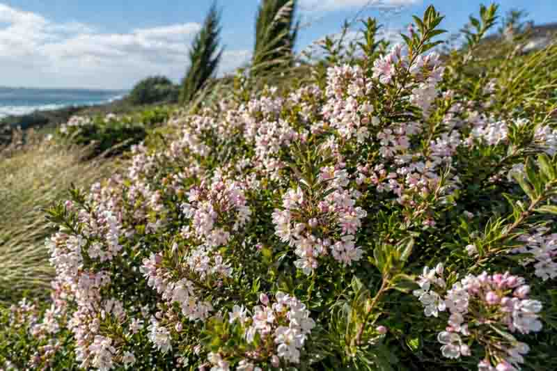 Apple Blossom Escallonia, Pink Escallonia, Escallonia Pink, Apple Blossom Escallonia × Langleyensis, Escallonia × Langleyensis 'Apple Blossom', Escallonia ‘Apple Blossom’