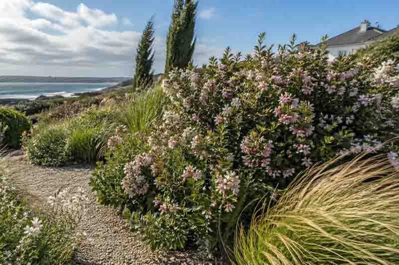 Apple Blossom Escallonia, Pink Escallonia, Escallonia Pink, Apple Blossom Escallonia × Langleyensis, Escallonia × Langleyensis 'Apple Blossom', Escallonia ‘Apple Blossom’