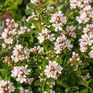 Donard Seedling Escallonia, Escallonia ‘Donard Seedling’