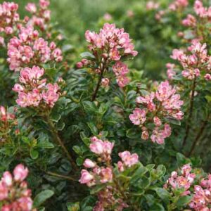Escallonia 'Peach Blossom' evergreen shrub with glossy leaves and peach-pink flowers