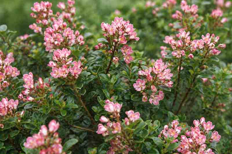 Escallonia 'Peach Blossom' evergreen shrub with glossy leaves and peach-pink flowers