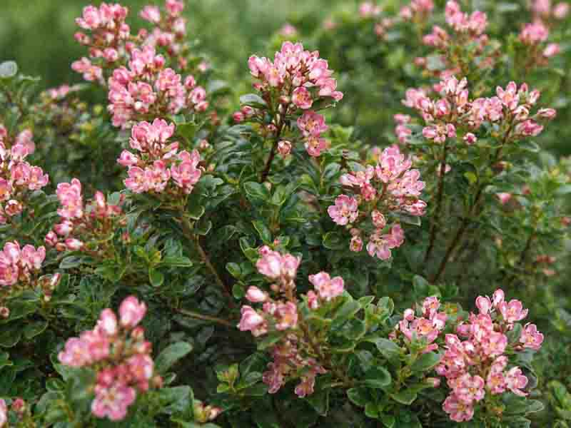 Escallonia 'Peach Blossom' evergreen shrub with glossy leaves and peach-pink flowers