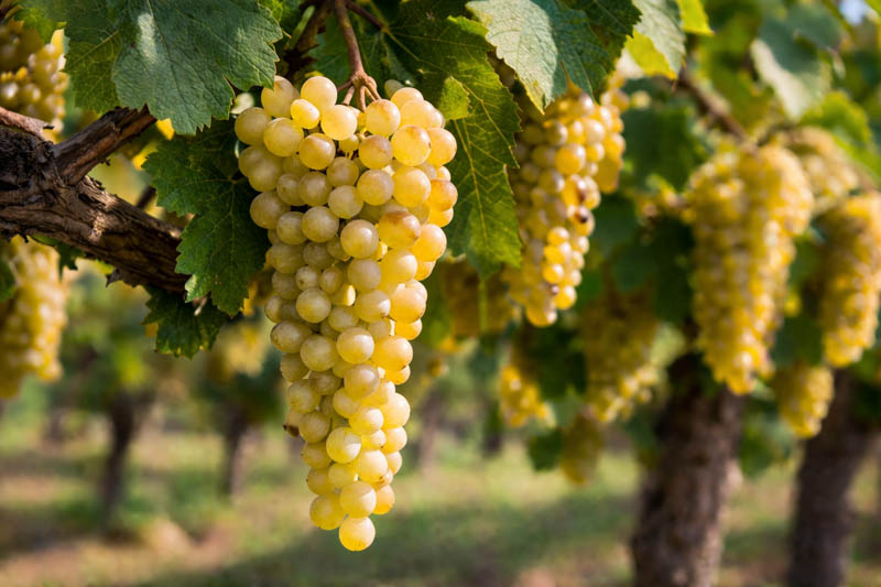 Muscat of Alexandria grapes growing in sunlight, large pale aromatic grapes on the vine