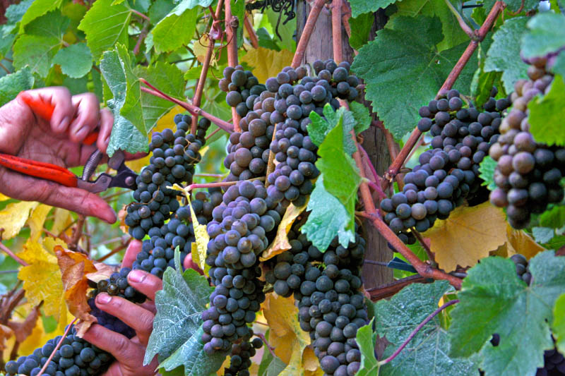 Sunlit Marechal Foch grape cluster