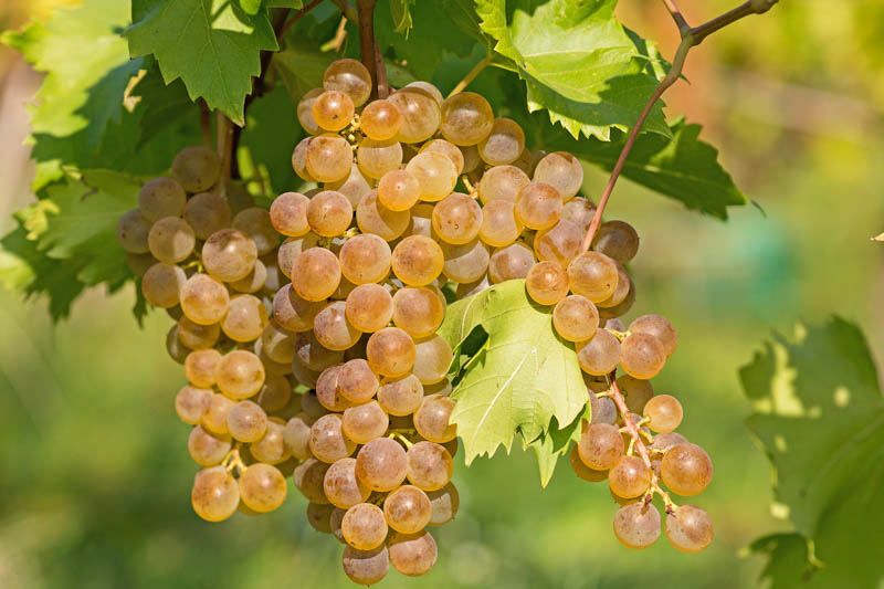 Prairie Star Grape, Beautiful juicy bunch of grapes hanging on the vine tree