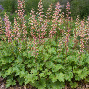 Island Alumroot, Island Alum Root, Island Alum, Island Coral Bells, Channel Islands Coral Bells, Jill Of The Rocks, Giant Alumroot