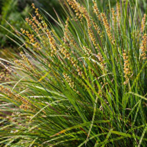 Lomandra longifolia, Spiny-headed Mat-rush, Spiny Headed Mat Rush, Common Mat-rush, Mat Rush