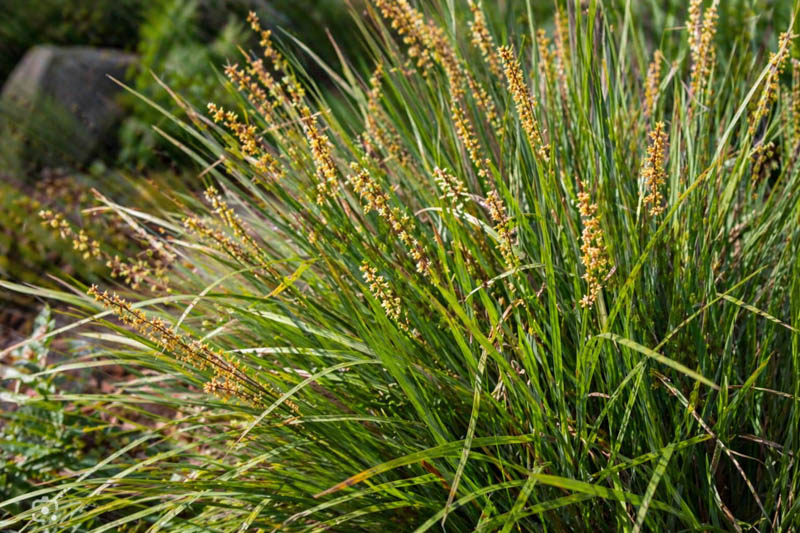 Lomandra longifolia, Spiny-headed Mat-rush, Spiny Headed Mat Rush, Common Mat-rush, Mat Rush