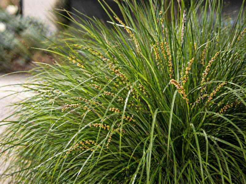 Lomandra longifolia, Garden grasses with golden seed clusters