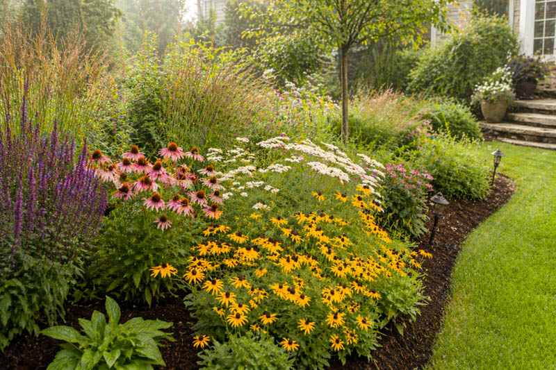 Lush garden border in soft light with native grasses, echinacea, rudbeckia, yarrow