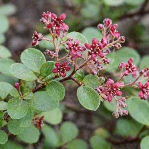 Catalina Currant, Santa Catalina Island Currant, Island Gooseberry, Evergreen Currant, Catalina Perfume, Viburnumleaf Currant