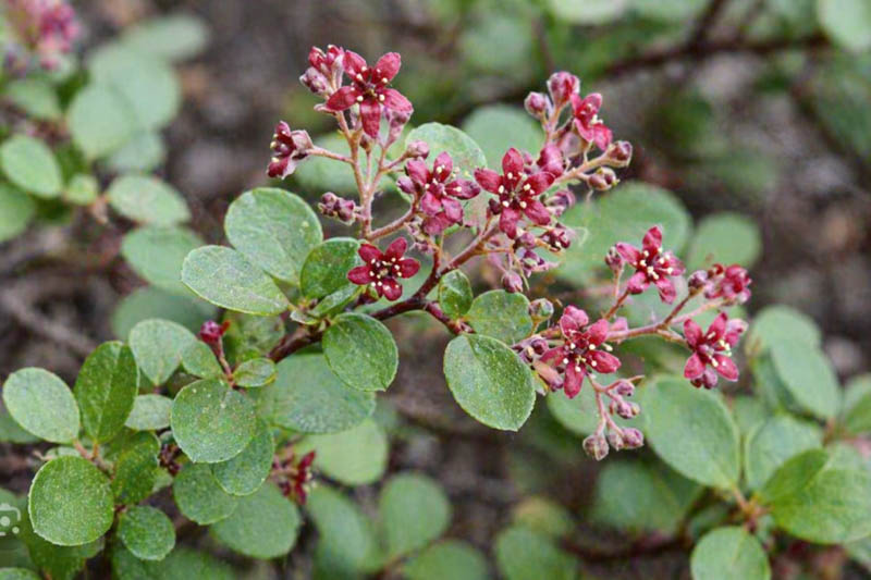 Catalina Currant, Santa Catalina Island Currant, Island Gooseberry, Evergreen Currant, Catalina Perfume, Viburnumleaf Currant