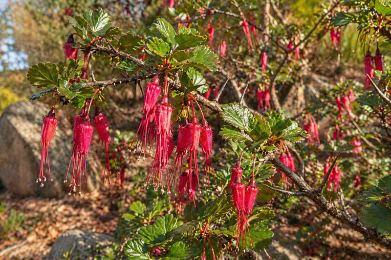 Flowers of Ribes speciosum, Fuchsia-flowered Gooseberry, in the garden