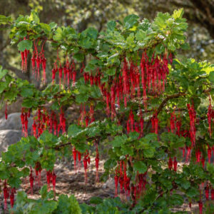 Ribes speciosum, Fuchsia-flowered Gooseberry, Fuchsiaflower Gooseberry, Fuchsia-flowering Gooseberry, Fuchsia Flowered Gooseberry, Fuchsia-flowered Ribes, Specious Currant, Specious Gooseberry