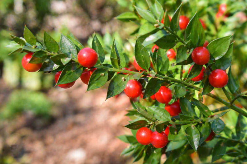 Butcher’s Broom, Butcher’s-broom, Knee Holly, Kneeholm, Box Holly, Jew’s Myrtle, Wild Myrtle, Shepherd’s Myrtle, Sweet Broom, Pettigree, Piaranthus
