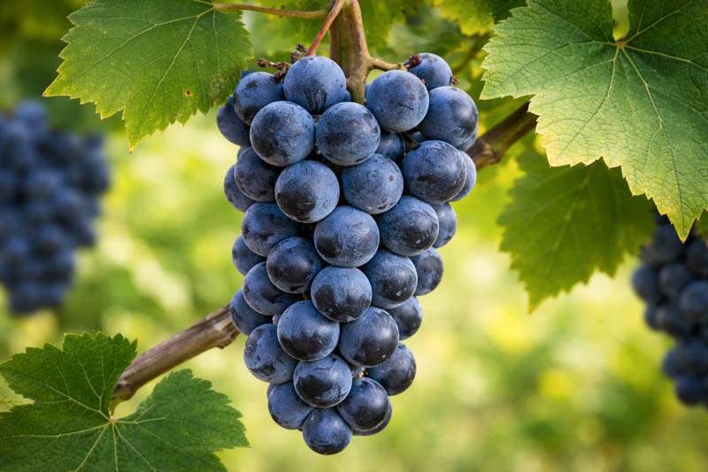 Sunlit Bluebell grapes in vineyard setting