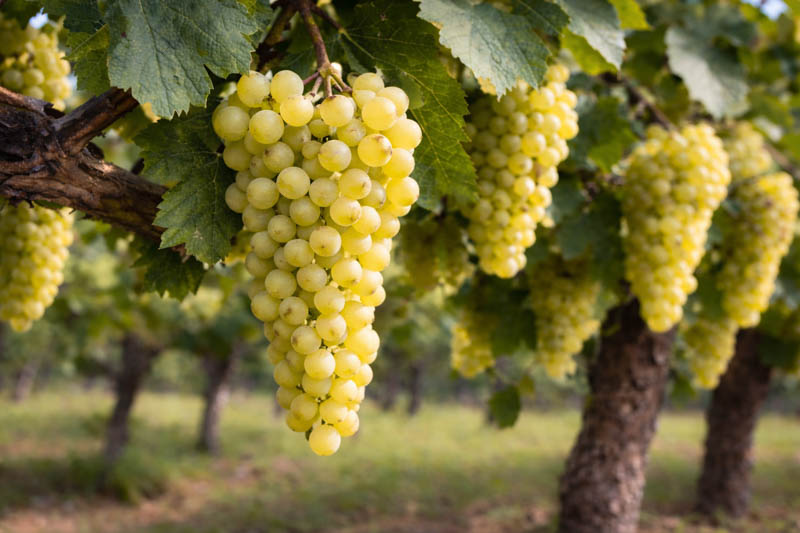 Sunlit Muscat of Alexandria grapes